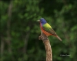 Painted-Bunting;Bunting;Male;Passerina-ciris;one-animal;close-up;color-image;nob